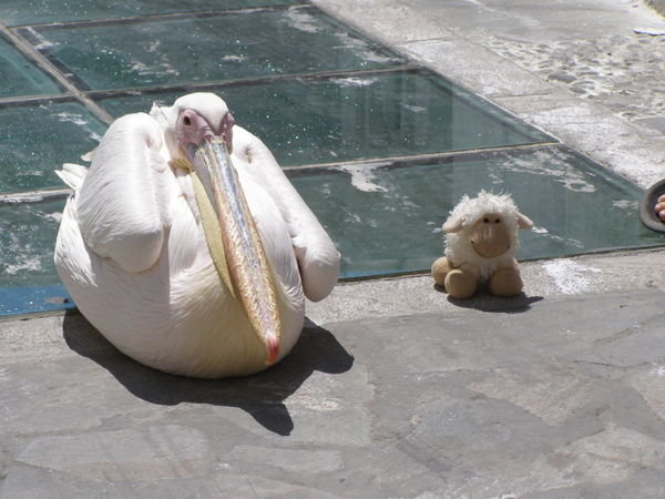 Sheepy hangs out with a local Pelican in town...