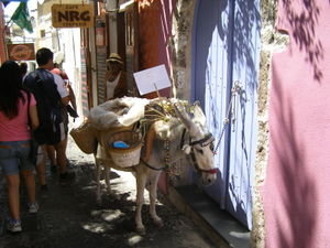 A donkey in the middle of town...?!
