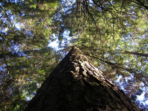 Tall pines in Capilano forest