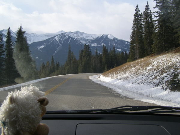 Sheepy enjoying the drive to Lake Louise