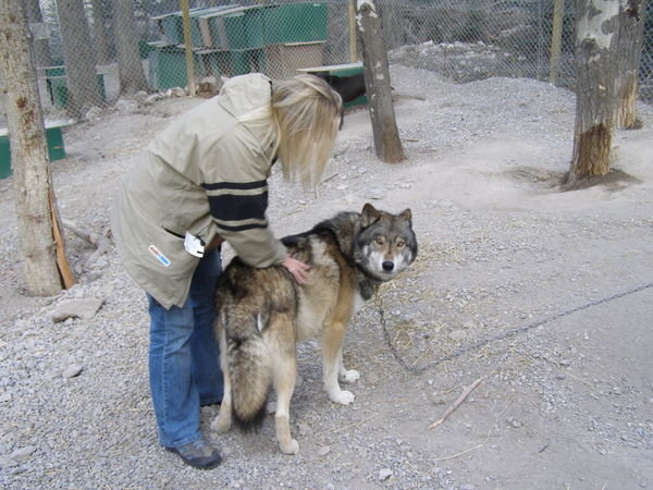 Kristi plays with a wolf...