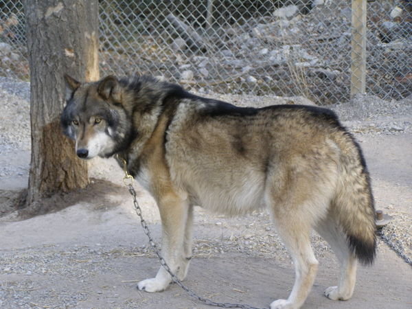 The beautiful wolf, Shaman