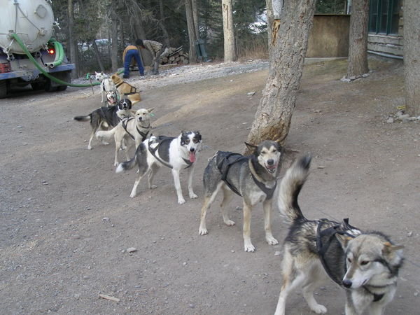 Dogs waiting for a sled run