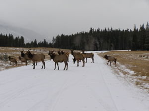 Wildlife crossing