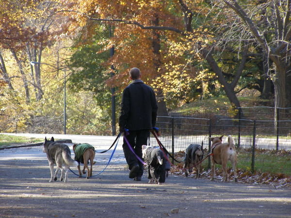 Dogwalkers in Central Park!