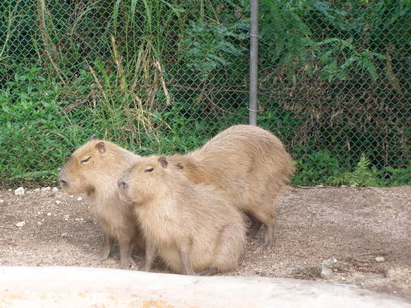 Capybara - HUGE South American guinea pigs???