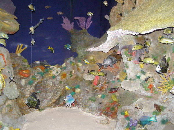 Underwater scene at the museum