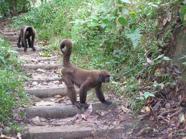 Monkeys follow us through the jungle...