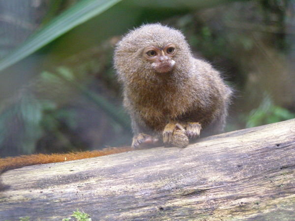 Smallest monkey in the world....