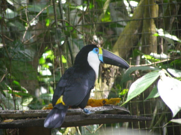 Who can? Toucan!