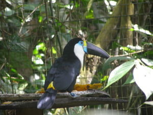 Who can? Toucan!