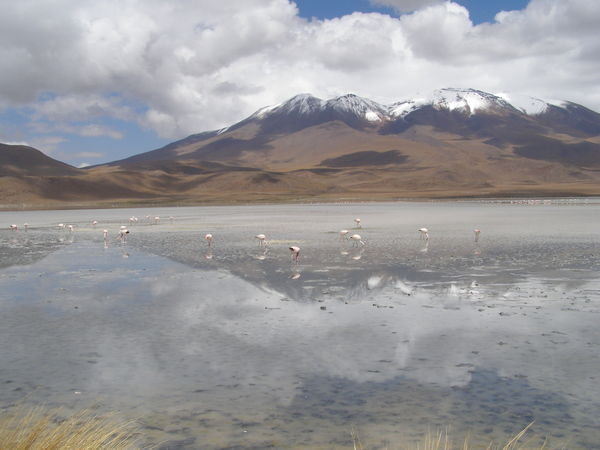 Lake, Flamingos, Mountain - all in a days work for Bolivia