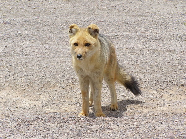 Cute fox!