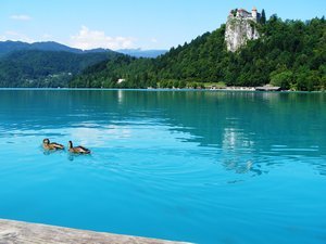 Lake Bled... and ducks