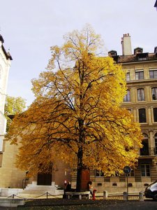Tree. 'Nough said. Geneva
