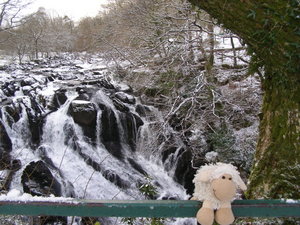 Sheepy wanted to ride the rapids at Swallow Falls