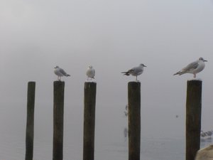 Seagull poles