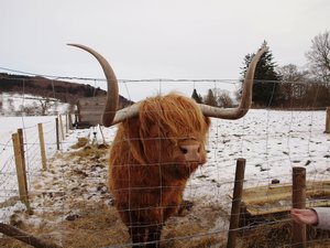 Famous Highland Cow, Hamish