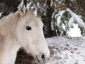 Horse hides out from the snow