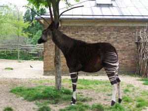 We had to take a photo of this guy cos it was an animal we'd never seen before, and he's pretty cool! He's an Okapi!  London Zoo, May 09