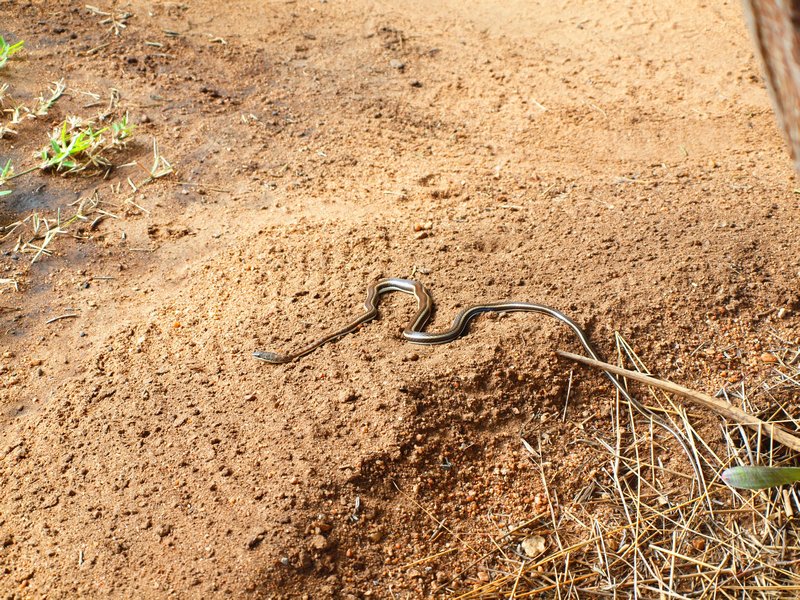 The snake that gave Andy and I quite a fright... hey it was fast!