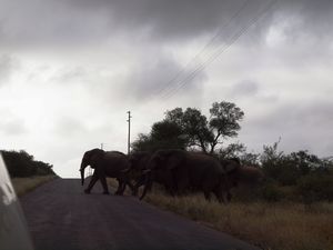 Make way for the elephants...
