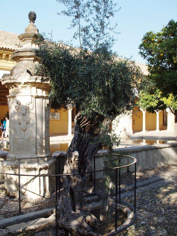 Can you spot Sheepy in this ancient olive tree....