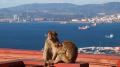 Hanging out on The Rock of Gibraltar
