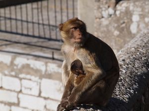 Barbary apes on The Rock