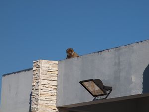 Cheeky monkeys watching people from the roof