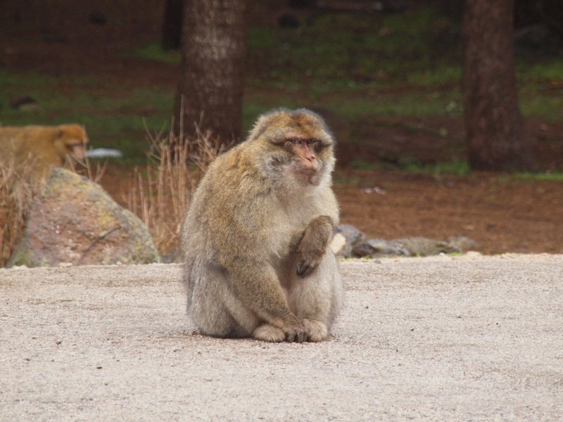 Apes in northern Morocco