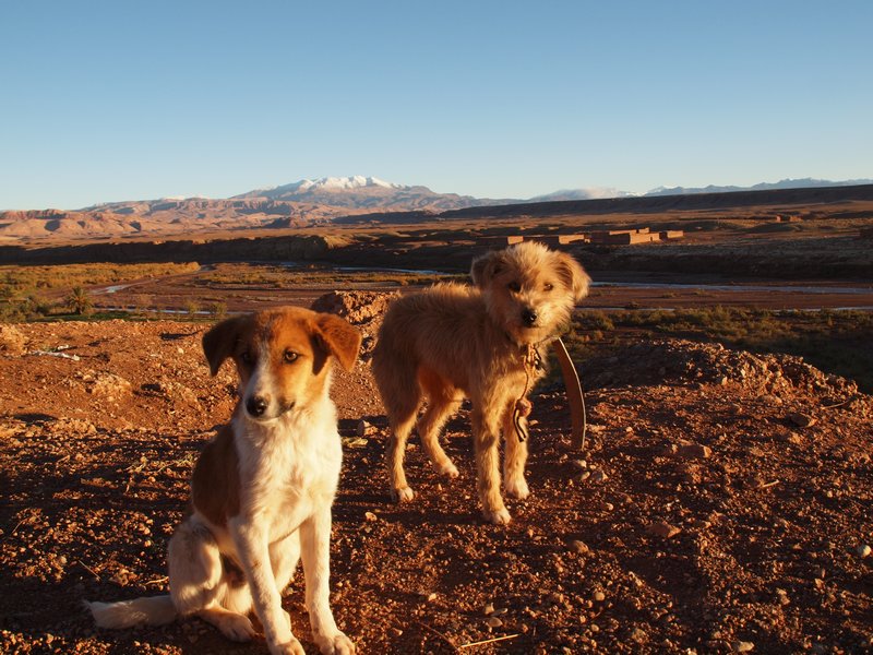 Berber puppies