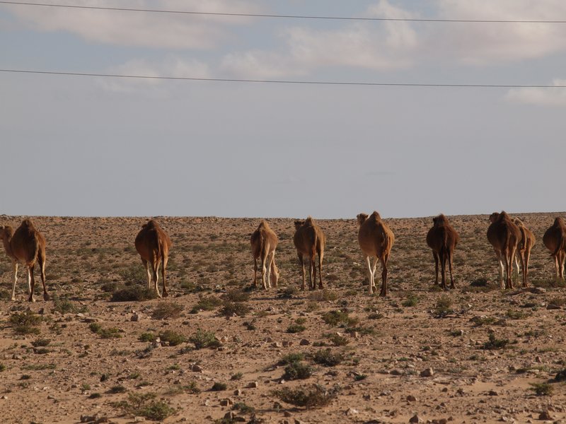 Camels running away from us cos we're scary