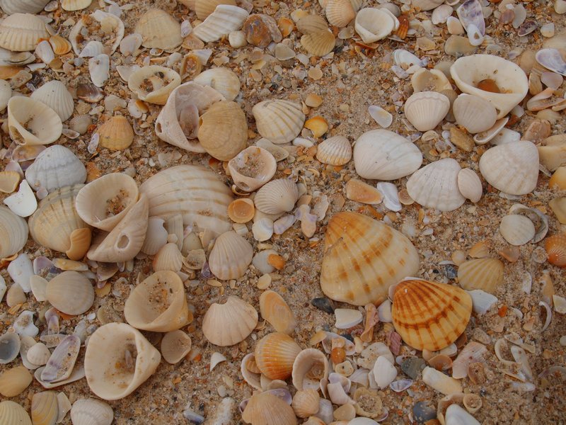 Shells on the white beach near Zebrabar