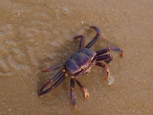 Mrs Crab