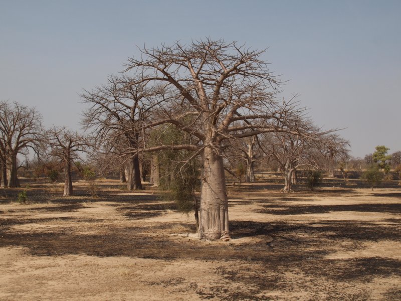 Towering Baobabs