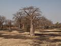Towering Baobabs