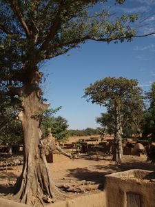 Kani Kombole under the Boabab trees