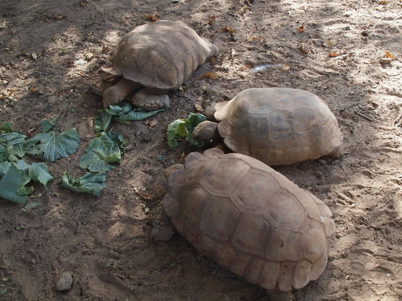 Tortoise at Bazoule Crocodile Park