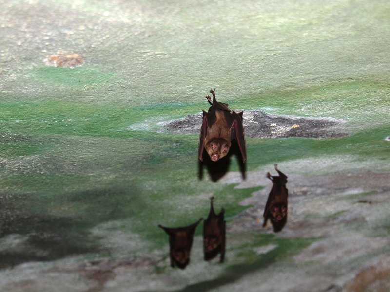 Little bats at Cape Coast Castle