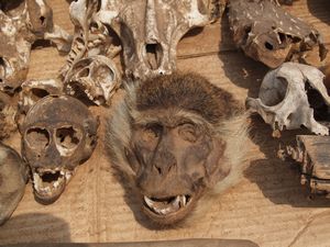 Monkey skulls, Fetish market