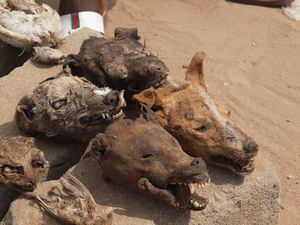 Dog skulls at the Fetish Market
