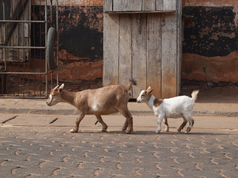 Stubby goats!!