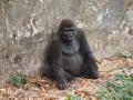 Gorilla at Limbe