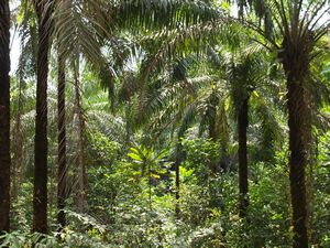 Cameroon jungle