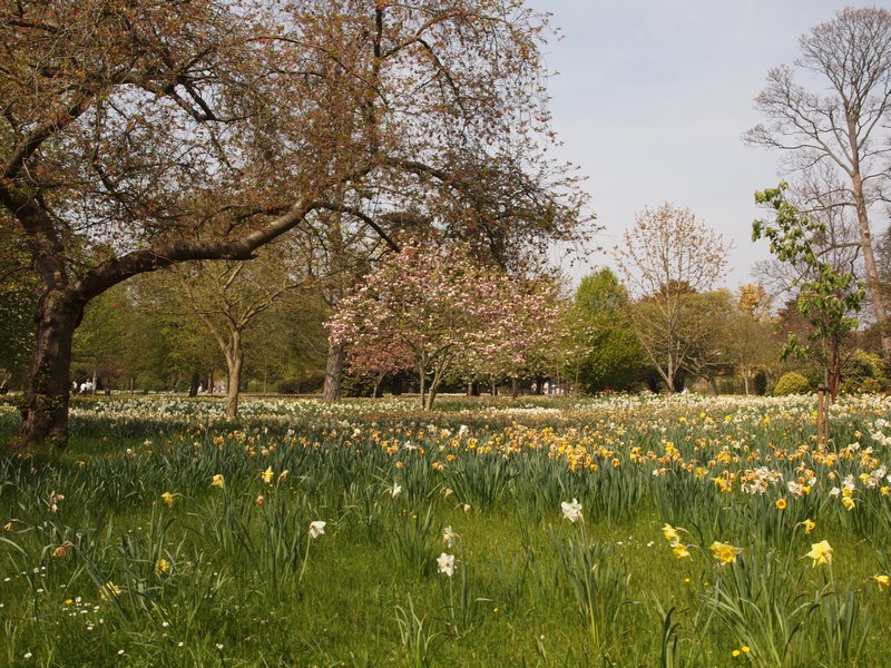 Picturesque meadows in Hampton Court grounds
