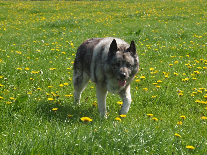 Oslo stalking... flowers.