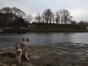 Oslo eyeing  up the cold ocean... Wales
