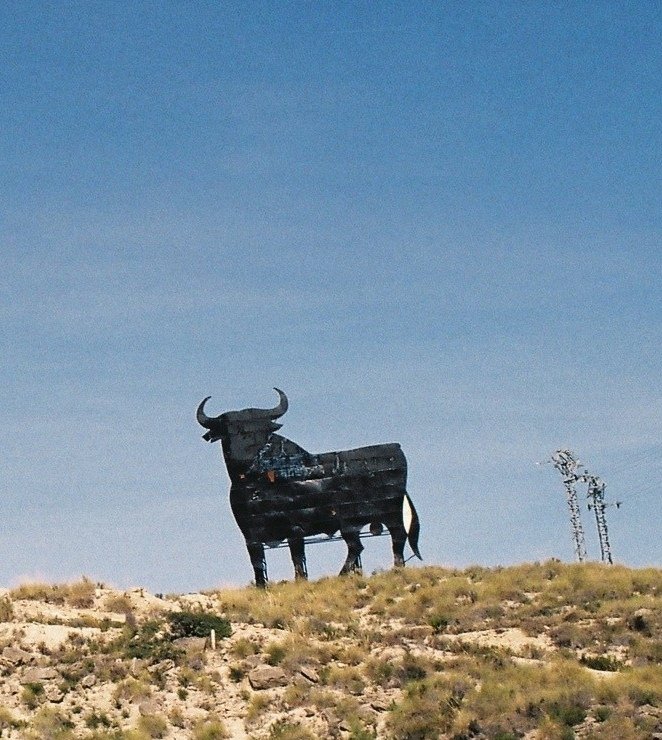 Bulls on the hills...