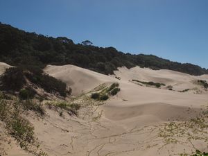 Crazy sand dunes melting into the forest